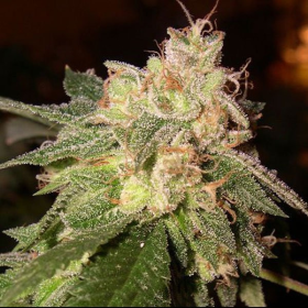 OG Kush Auto | TanieSianie.pl