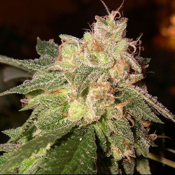OG Kush Auto | TanieSianie.pl