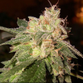 OG Kush Auto
