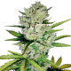 Super Skunk Auto | TanieSianie.pl