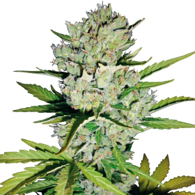 Super Skunk Auto | TanieSianie.pl