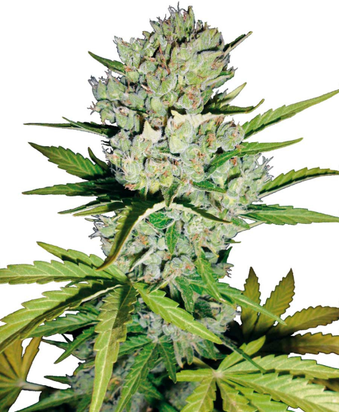 Super Skunk Auto | TanieSianie.pl