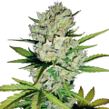 Super Skunk Auto
