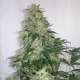 Amnesia Haze | TanieSianie.pl