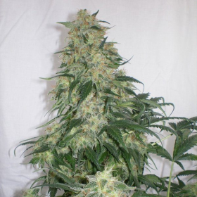 Amnesia Haze | TanieSianie.pl