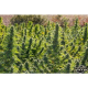 Delahaze - PARADISE SEEDS | TanieSianie.pl