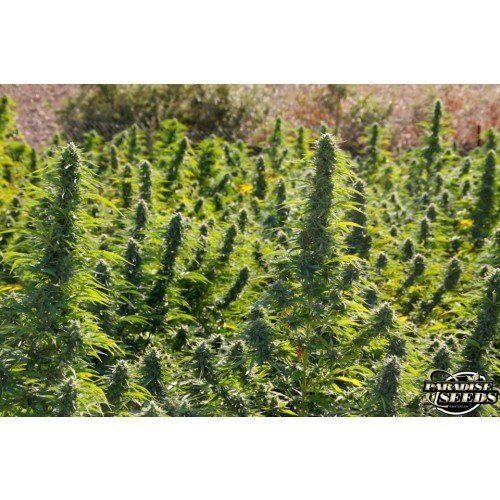 Delahaze - PARADISE SEEDS | TanieSianie.pl