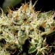 Yumbolt - CBD Seeds | TanieSianie.pl