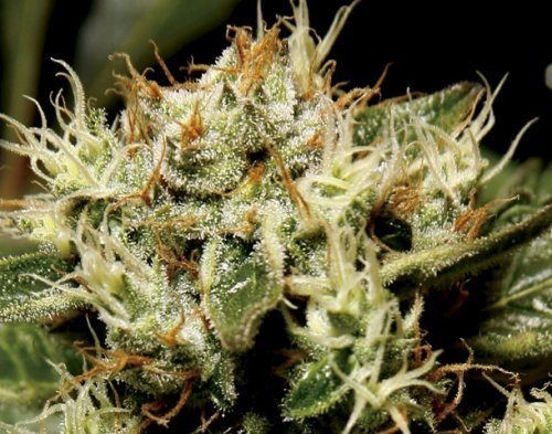 Yumbolt - CBD Seeds | TanieSianie.pl
