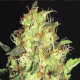 Zen - CBD Seeds | TanieSianie.pl