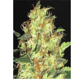 Zen - CBD Seeds | TanieSianie.pl