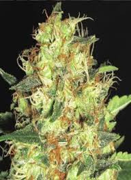 Zen - CBD Seeds | TanieSianie.pl