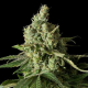 Moby Dick CBD - DINAFEM | TanieSianie.pl