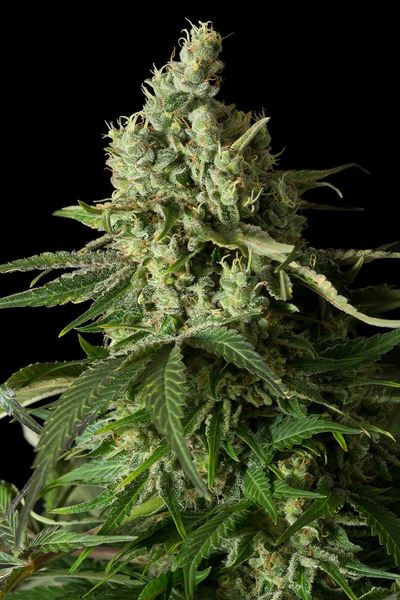 Moby Dick CBD - DINAFEM | TanieSianie.pl