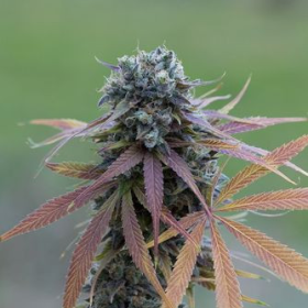 Blue Kush Autoflowering - DINAFEM | TanieSianie.pl