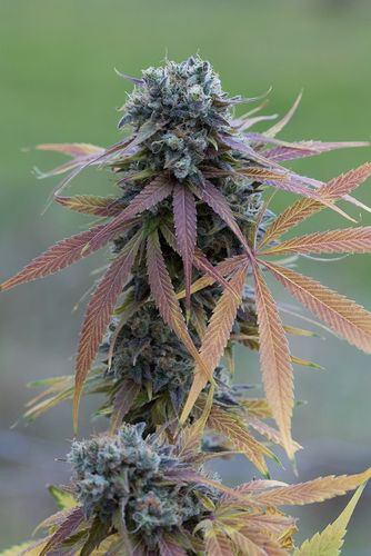 Blue Kush Autoflowering - DINAFEM | TanieSianie.pl