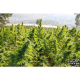 Delahaze - PARADISE SEEDS | TanieSianie.pl