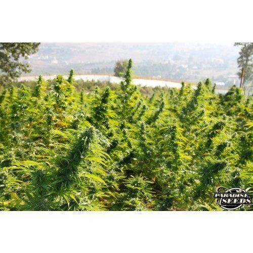 Delahaze - PARADISE SEEDS | TanieSianie.pl