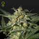 White Widow Auto - GREEN HOUSE SEEDS | TanieSianie.pl