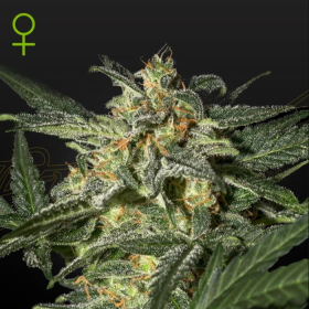 White Widow Auto - GREEN HOUSE SEEDS | TanieSianie.pl