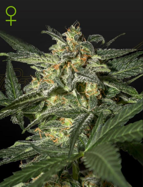White Widow Auto - GREEN HOUSE SEEDS | TanieSianie.pl
