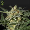 White Widow Auto - GREEN HOUSE SEEDS