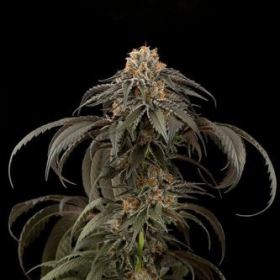 Purple Afghan Kush - DINAFEM | TanieSianie.pl