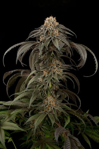 Purple Afghan Kush - DINAFEM | TanieSianie.pl