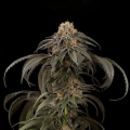 Purple Afghan Kush - DINAFEM