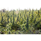 Delahaze - PARADISE SEEDS | TanieSianie.pl