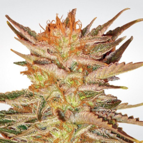 Ice Cream - PARADISE SEEDS | TanieSianie.pl