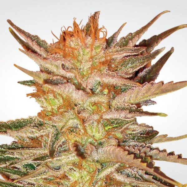 Ice Cream - PARADISE SEEDS | TanieSianie.pl