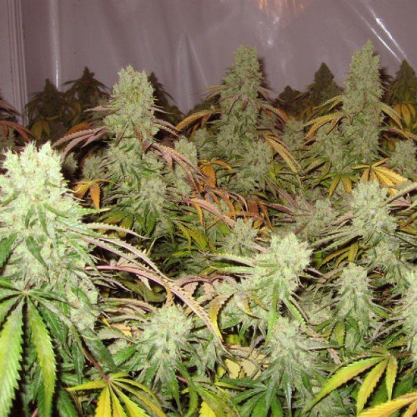 Ice Cream - PARADISE SEEDS | TanieSianie.pl