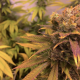 Raspberry Diesel - HUMBOLDT SEED | TanieSianie.pl