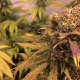 Raspberry Diesel - HUMBOLDT SEED | TanieSianie.pl