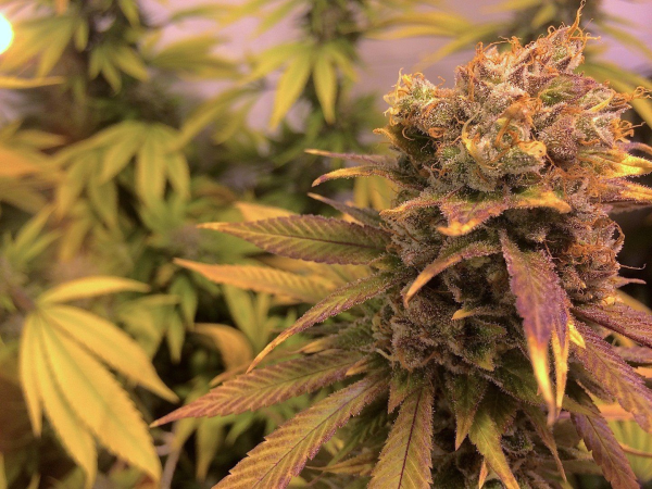 Raspberry Diesel - HUMBOLDT SEED | TanieSianie.pl