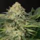 Lemon Garlic OG - HUMBOLDT SEED | TanieSianie.pl