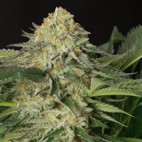 Lemon Garlic OG - HUMBOLDT SEED | TanieSianie.pl