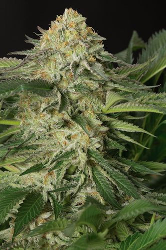 Lemon Garlic OG - HUMBOLDT SEED | TanieSianie.pl