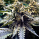 Chocolate Mint OG 2.0 - HUMBOLDT SEED ORGANIZATION | TanieSianie.pl