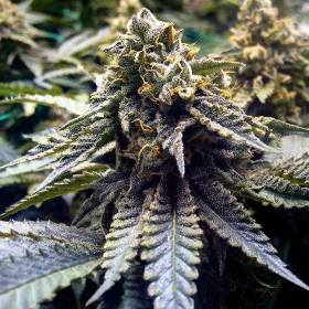 Chocolate Mint OG 2.0 - HUMBOLDT SEED ORGANIZATION | TanieSianie.pl
