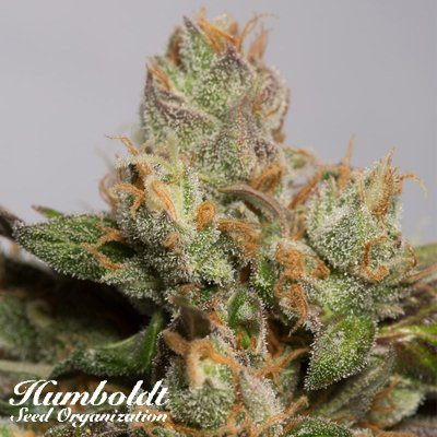 707 Truthband by Emerald Mountain - HUMBOLDT SEED | TanieSianie.pl