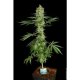 Ice Cream - PARADISE SEEDS | TanieSianie.pl