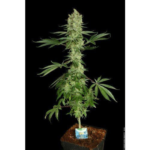 Ice Cream - PARADISE SEEDS | TanieSianie.pl