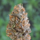 Bubba's Gift - HUMBOLDT SEED | TanieSianie.pl