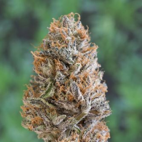 Bubba's Gift - HUMBOLDT SEED | TanieSianie.pl