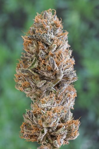 Bubba's Gift - HUMBOLDT SEED | TanieSianie.pl
