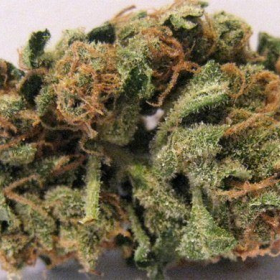 Blueberry Headband - HUMBOLDT SEED ORGANIZATION | TanieSianie.pl