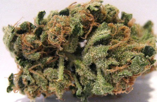 Blueberry Headband - HUMBOLDT SEED ORGANIZATION | TanieSianie.pl