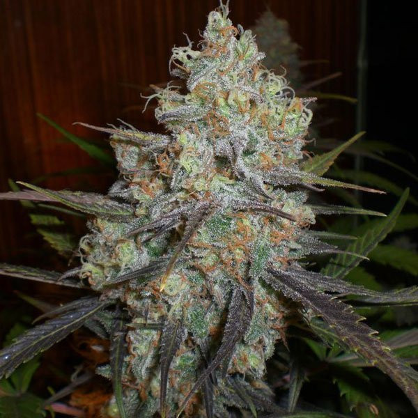 Chocolope Auto | TanieSianie.pl